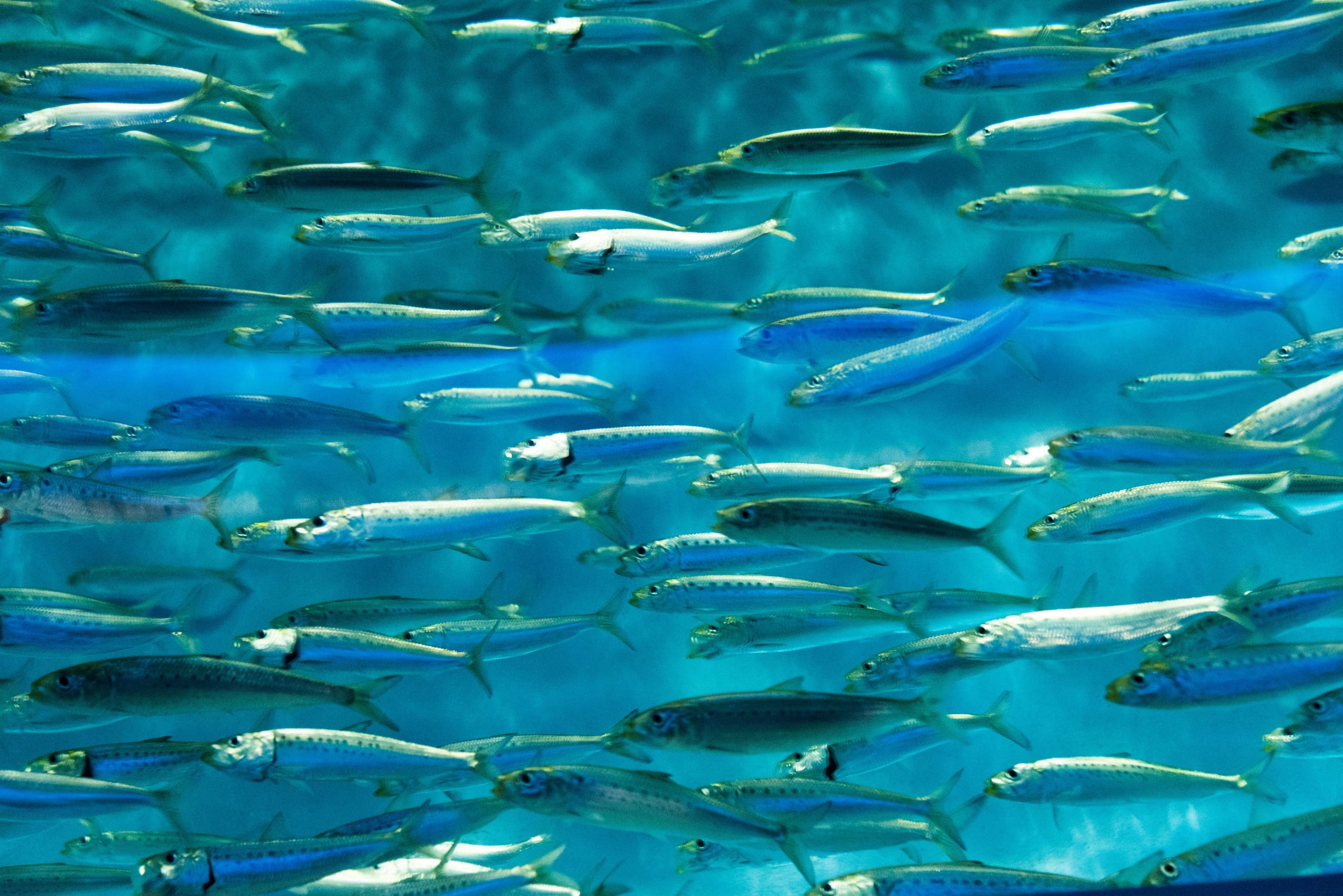 Large Group Of Blue And White Water Birds