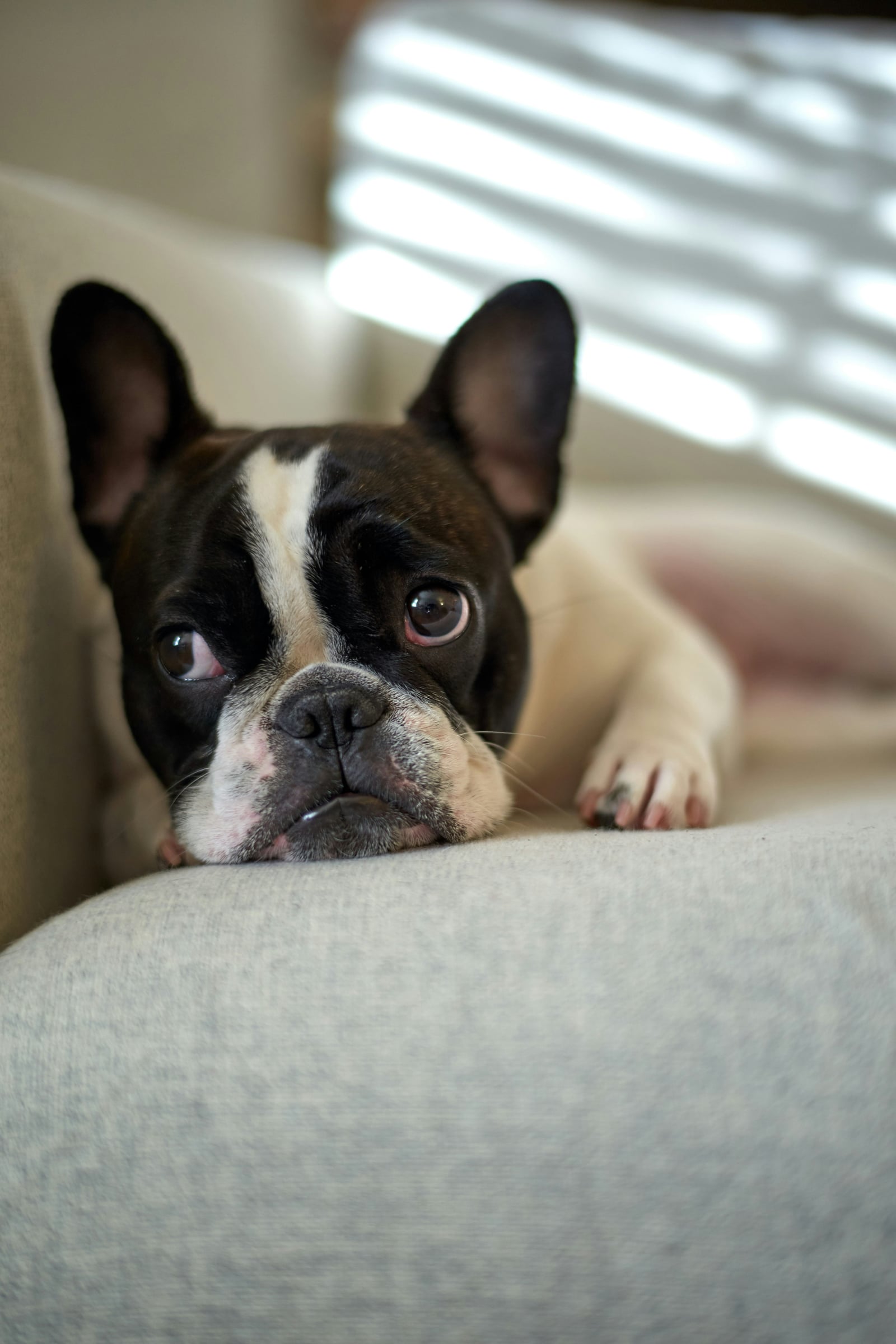 Dog Laying On A Couch With A Pillow