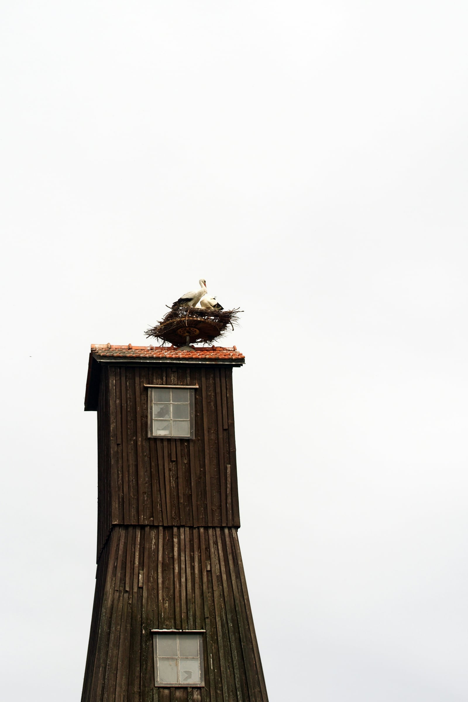 Bird Perched On Top Of A Wooden Post