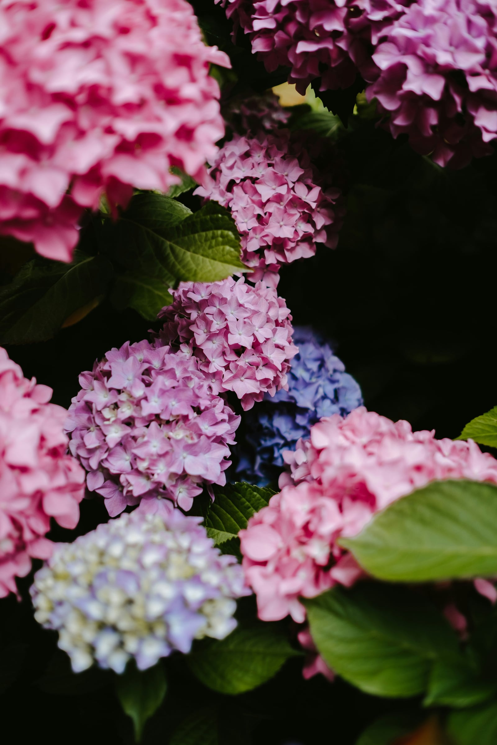 Flower Arrangement In A Flower Pot