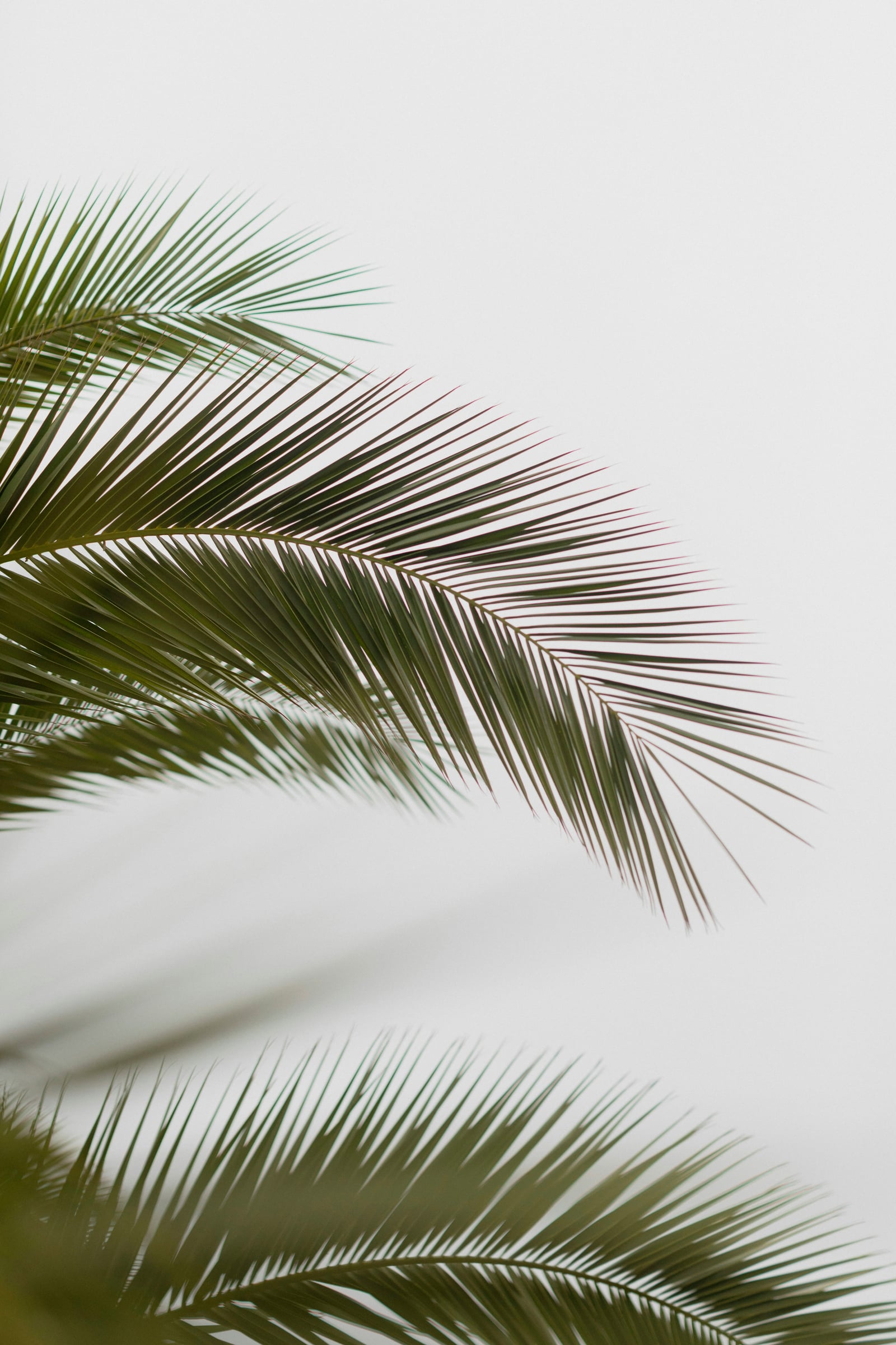 Large Palm Tree Is In The Middle Of A Large Field