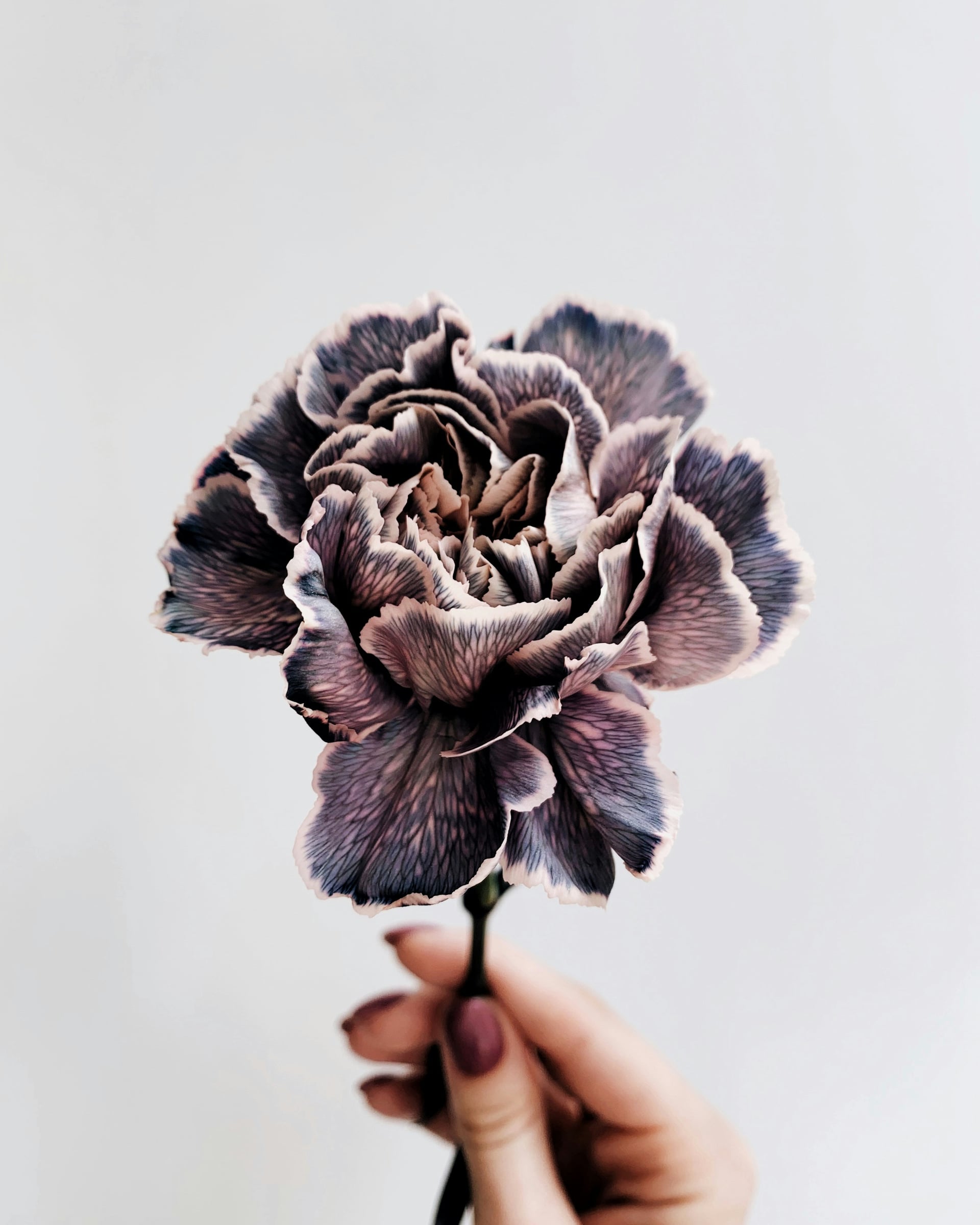 Person Holding A Flower In A Vase