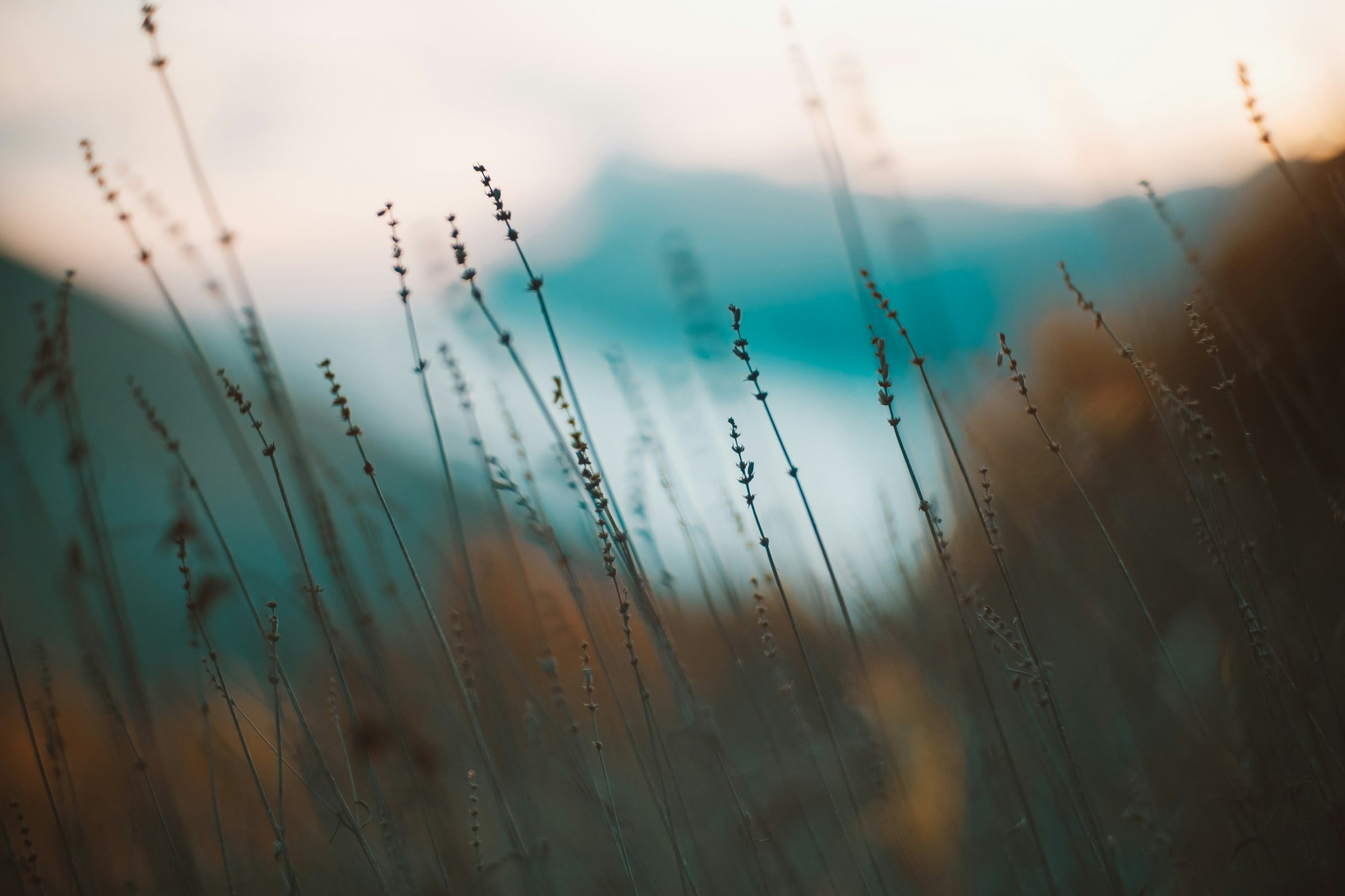 Field With A Bunch Of Trees And A Sky Background