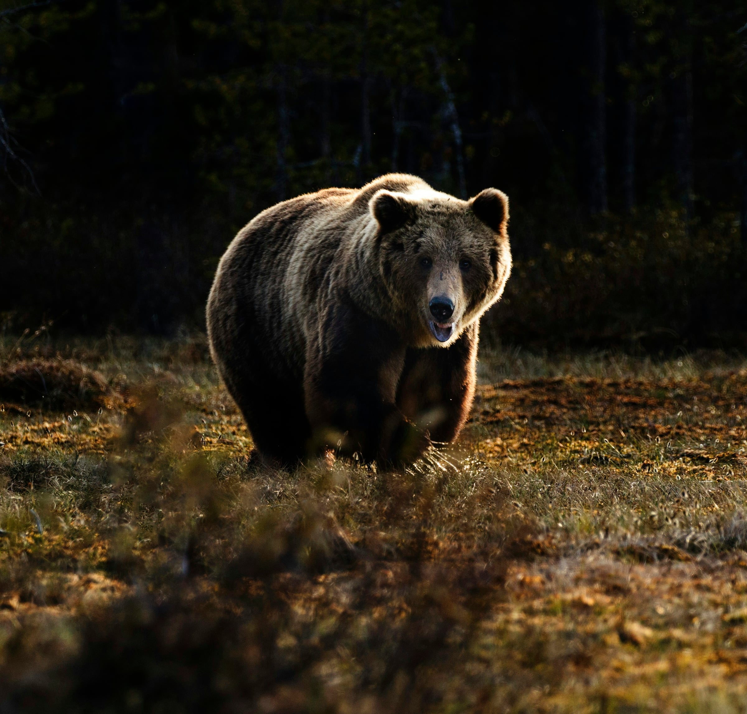 Bear Walking Through A Field Of Grass