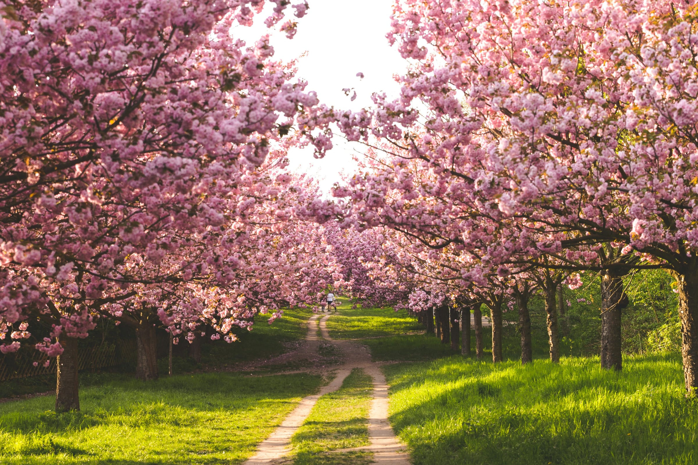 Small Group Of Trees In A Grassy Area
