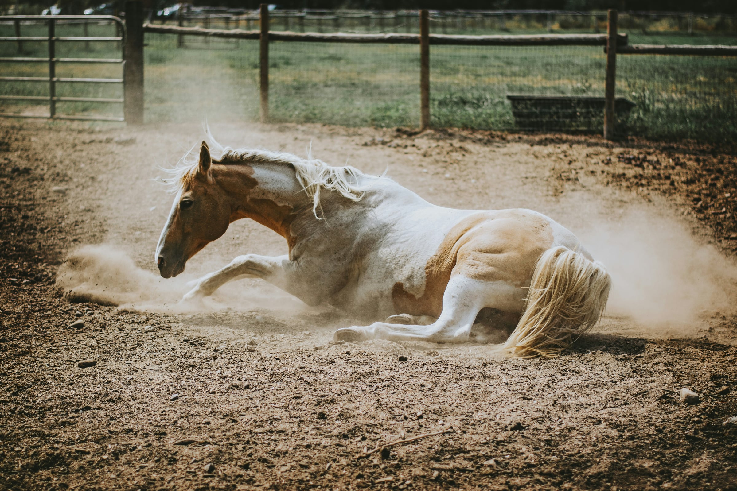 Horse Is Running Through A Dirt Field