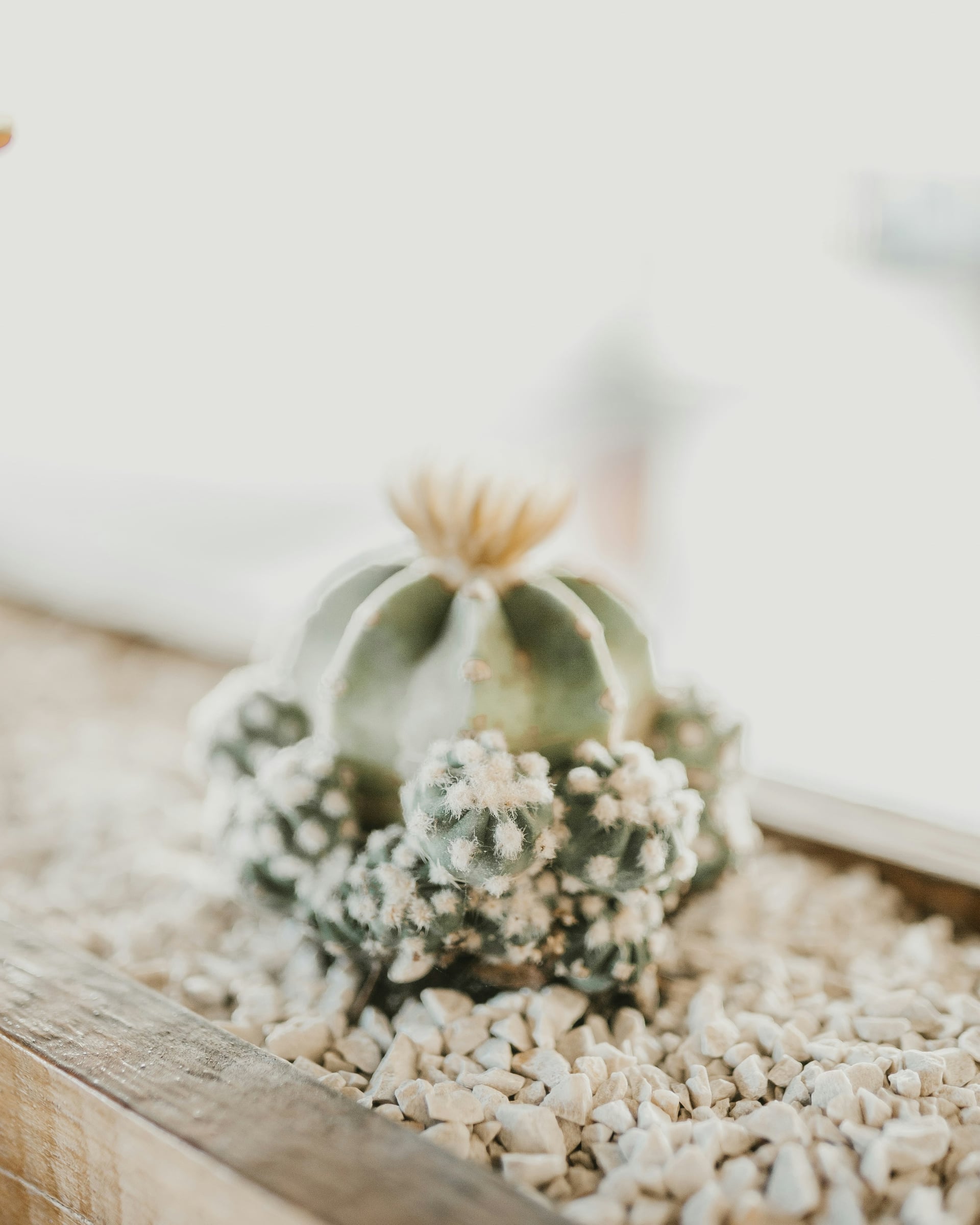 Table Topped With A Bunch Of Plants