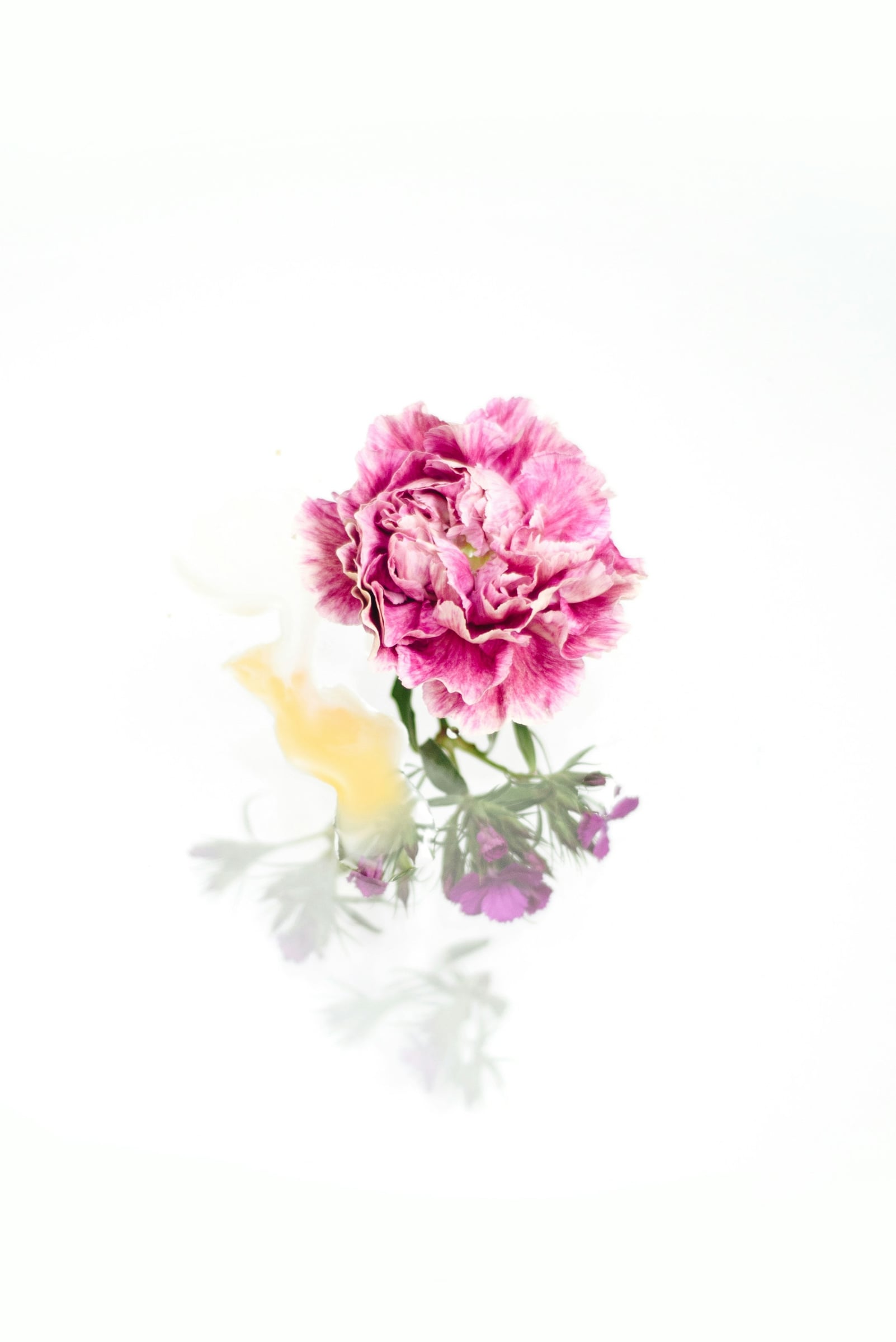 Pink Rose In A White Vase With White Flowers