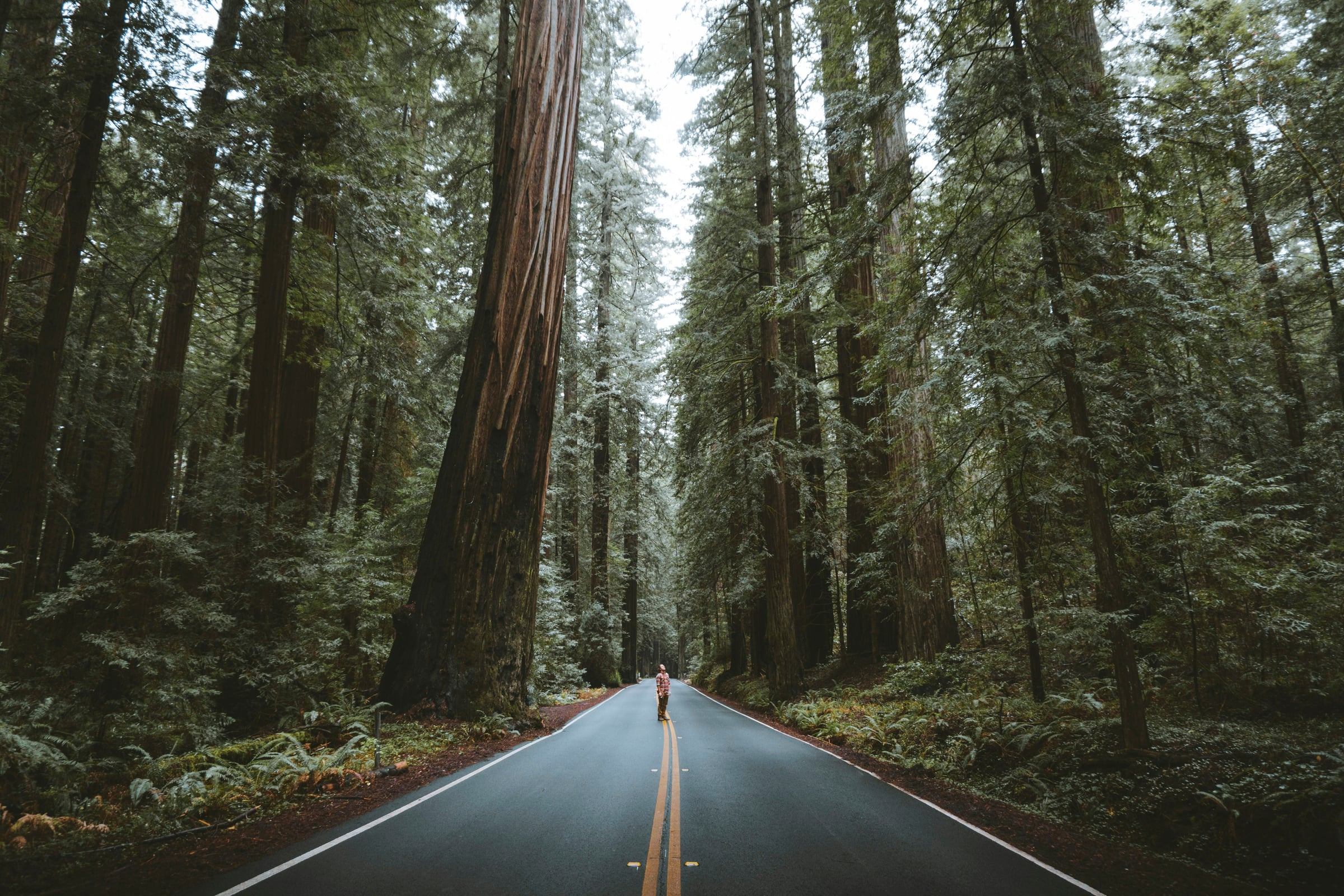 Road With Trees And A Road Sign