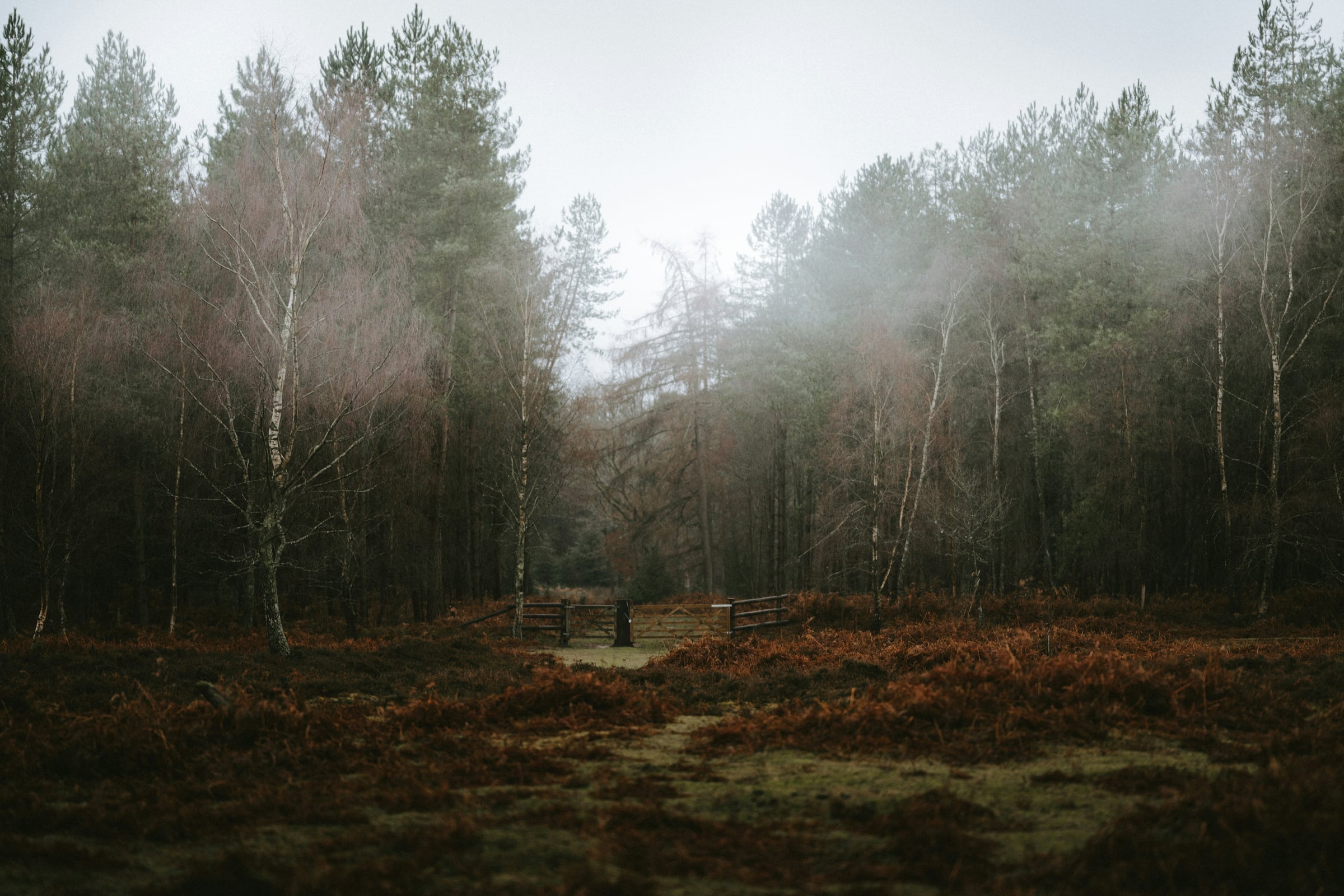 Lone Person Standing In A Field With Trees