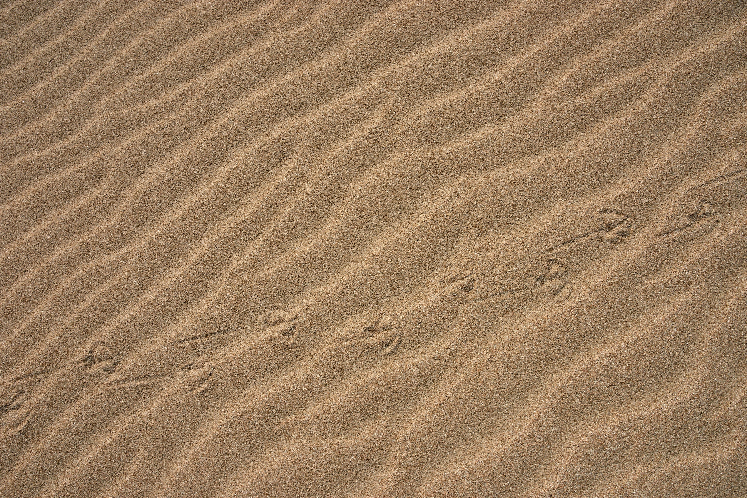 White Sandal On A Sandy Beach